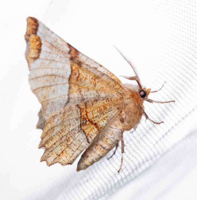 Selenia lunularia - egyfoltos holdasaraszoló