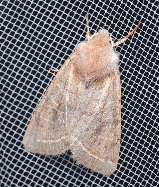 Orthosia cerasi - közepes barkabagoly