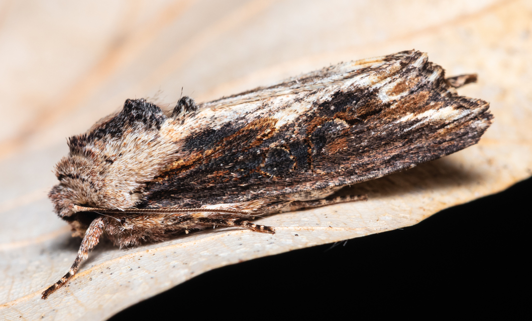 Egira conspicillaris - változékony szürkebagoly