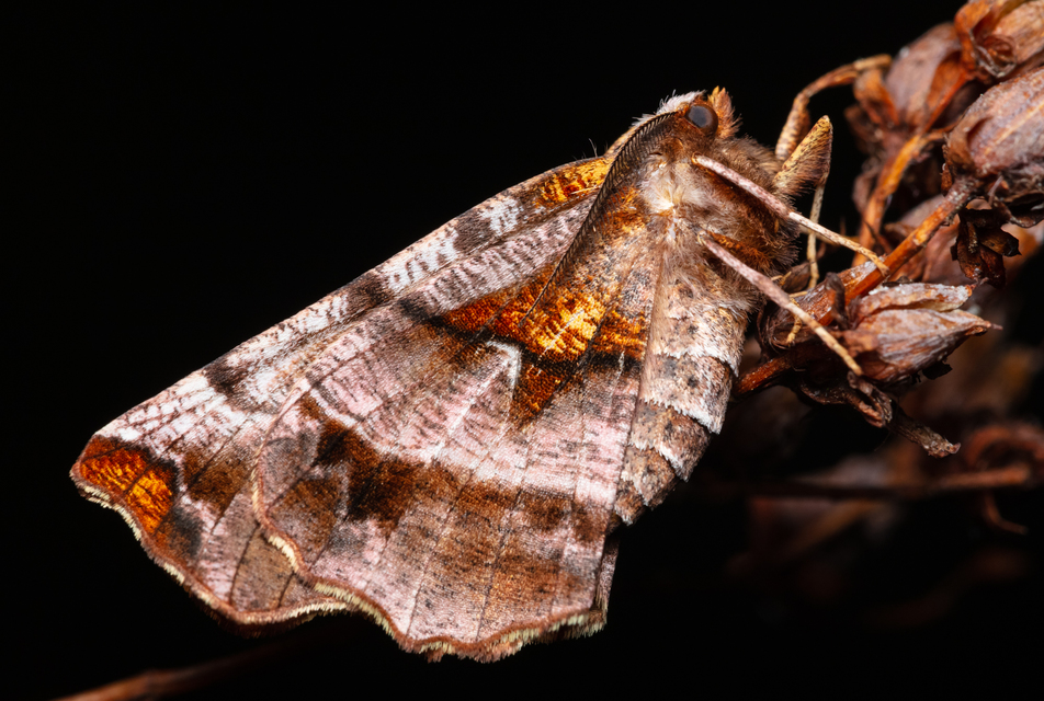 Selenia dentaria - kétfoltos holdasaraszoló