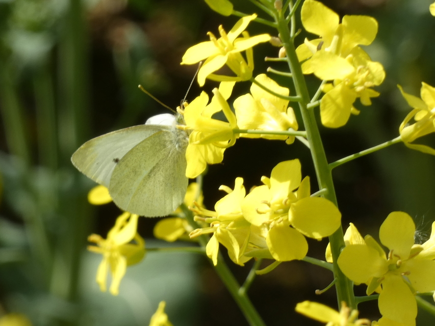 Pieris rapae - répalepke