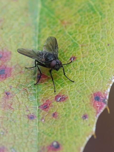 Diptera - Kétszárnyúak