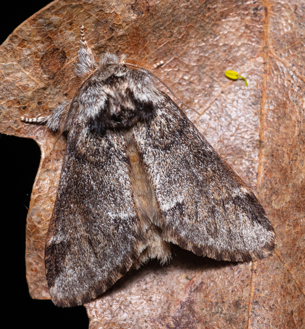Drymonia dodonea - bélyeges púposszövő