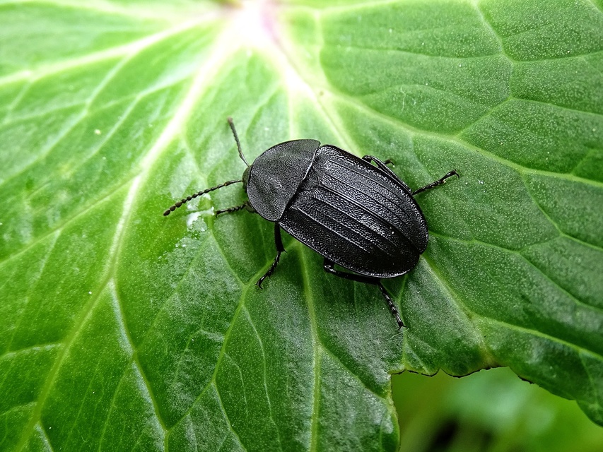 Phosphuga atrata - bordás csigarabló