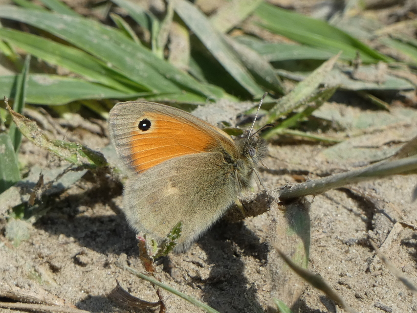 Coenonympha pamphilus - kis szénalepke