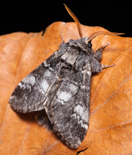 Drymonia ruficornis - cserfa-púposszövő
