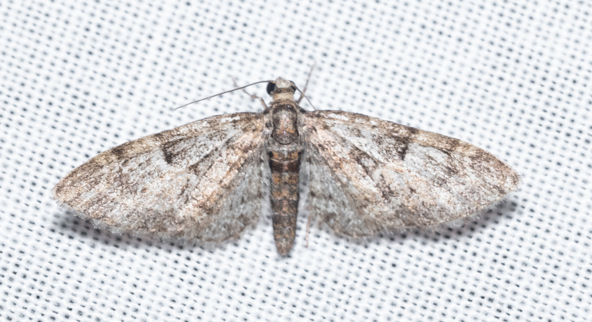 Eupithecia dodoneata - tölgy-törpearaszoló