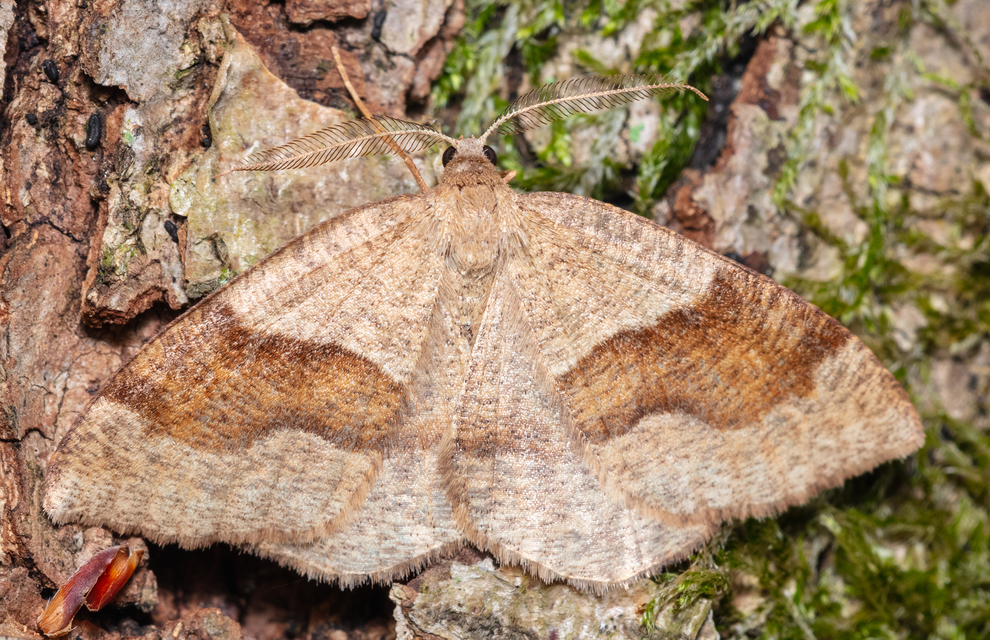 Plagodis pulveraria - szemcsés araszoló