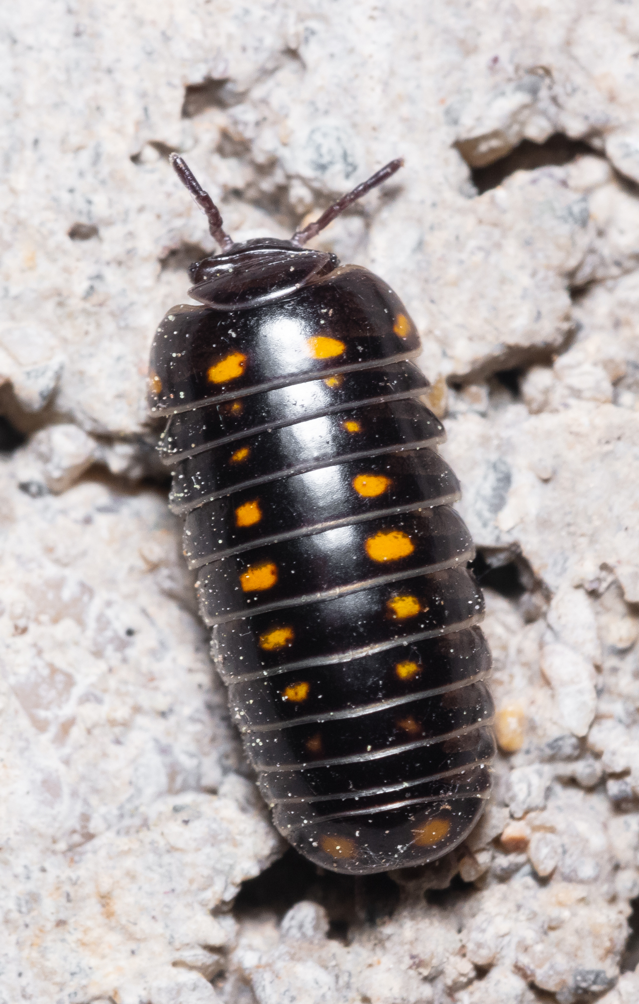 Glomeris pustulata