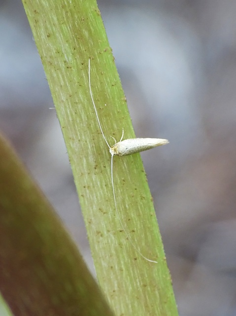 Nematopogon