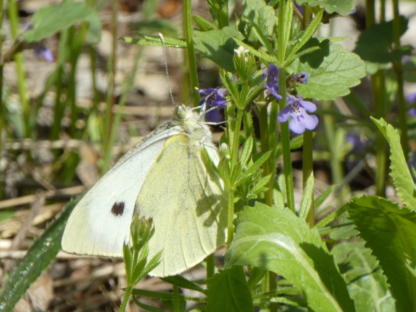 Pieris brassicae - káposztalepke