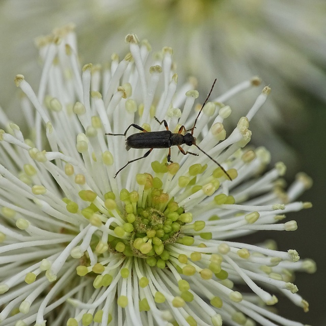 Grammoptera ruficornis - gyűrűscsápú galagonyacincér Grammoptera ruficornis - gyűrűscsápú galagonyacincér