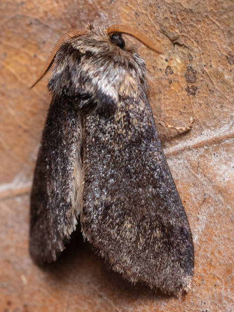 Drymonia dodonea - bélyeges púposszövő