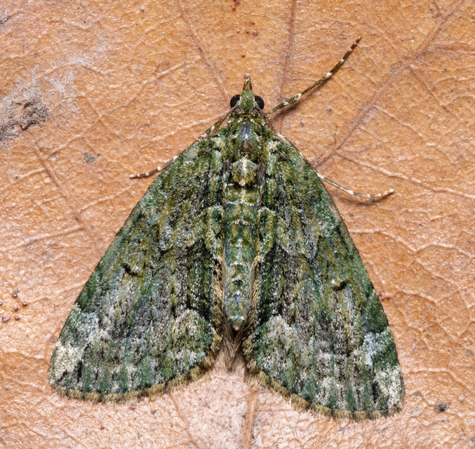 Chloroclysta siterata - salátazöld araszoló
