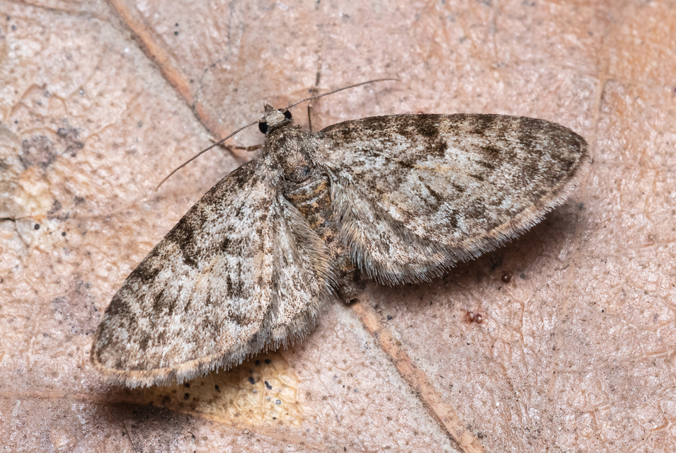Eupithecia dodoneata - tölgy-törpearaszoló
