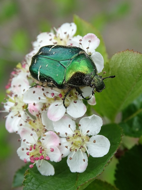 Cetonia aurata - aranyos virágbogár