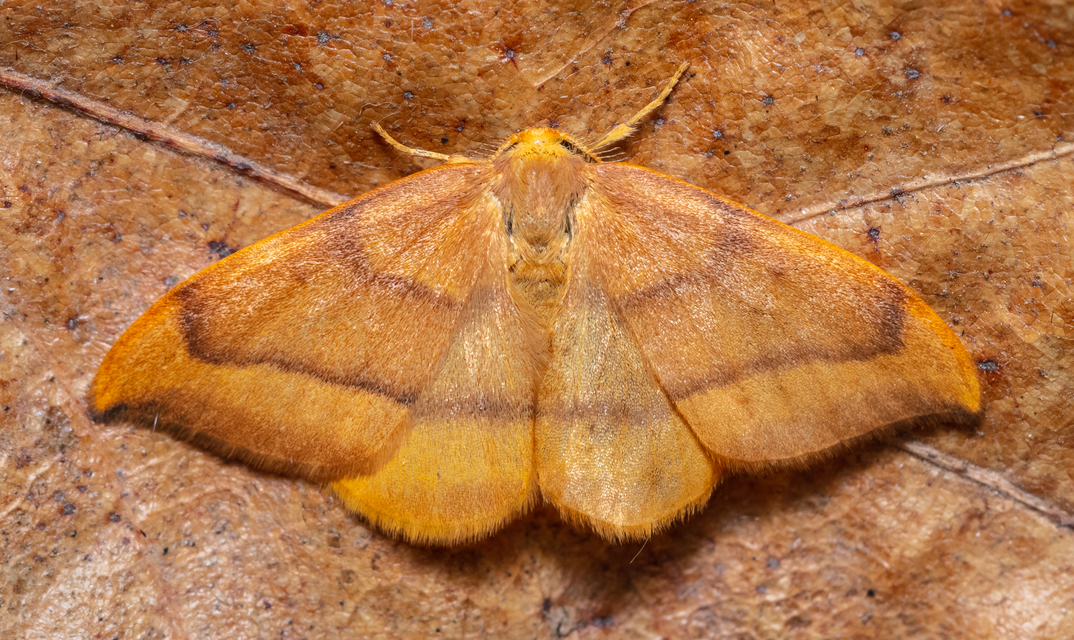 Watsonalla cultraria - bükkfa-sarlósszövő