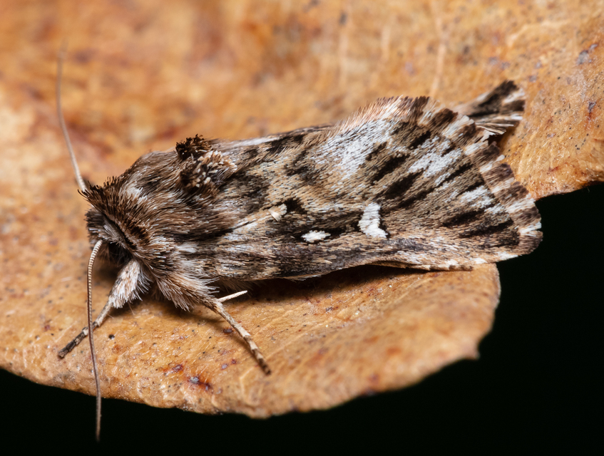 Calophasia lunula - gyújtoványfű-apróbagoly
