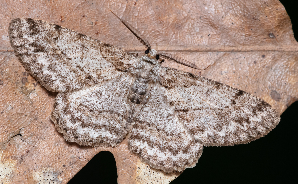 Hypomecis punctinalis - pettyes faaraszoló
