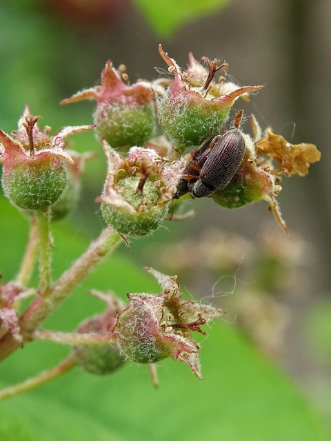 Phyllobius oblongus - közönséges levélormányos