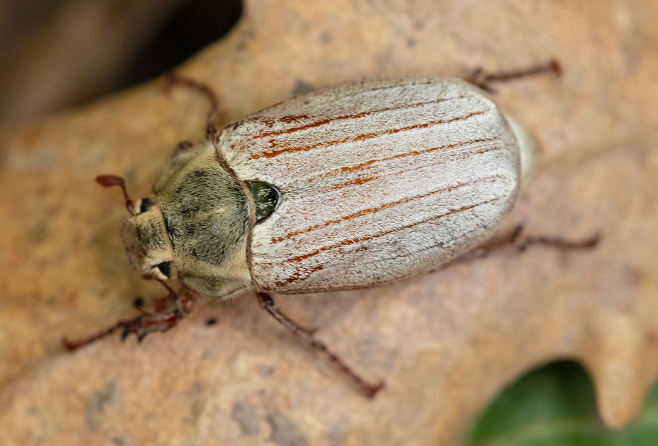Melolontha pectoralis - hamvas cserebogár