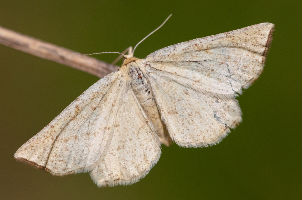 Hypoxystis pluviaria - hegyesszárnyú lápiaraszoló
