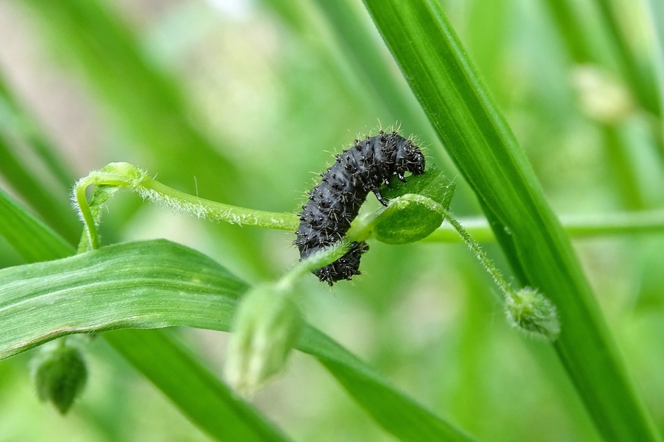 Galeruca
