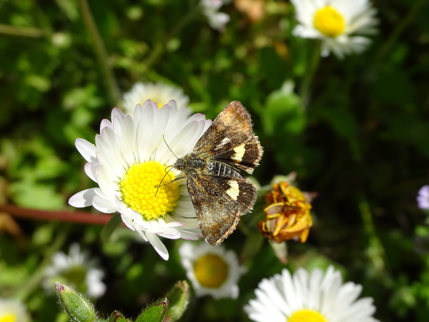 Panemeria tenebrata - apró sárgabagoly