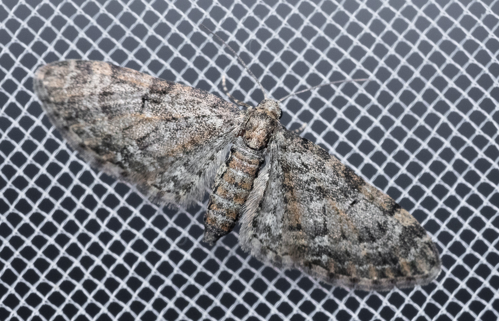 Eupithecia abbreviata - korai törpearaszoló