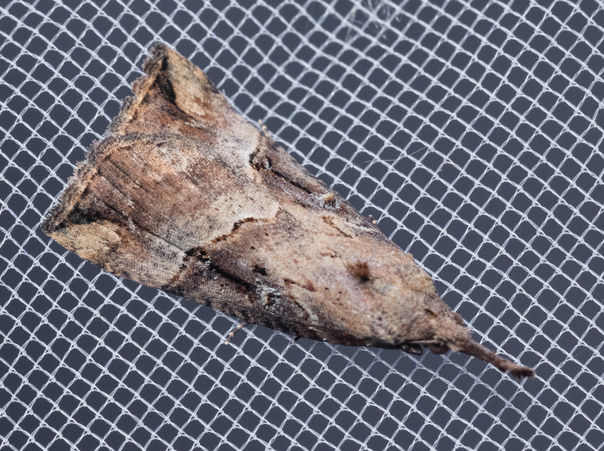 Hypena rostralis - közönséges karcsúbagoly