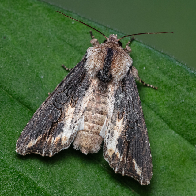 Egira conspicillaris - változékony szürkebagoly
