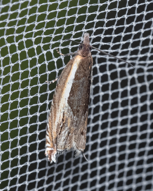 Ancylis apicella - bengesodró horgasmoly