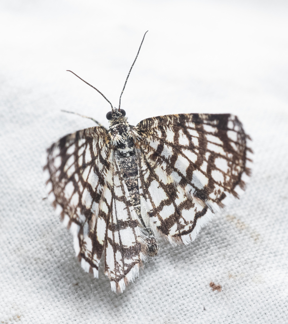 Chiasmia clathrata - rácsos rétiaraszoló