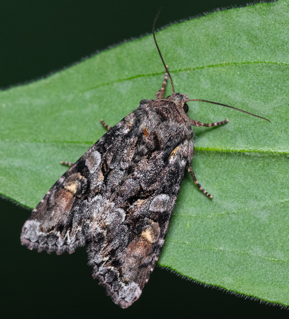 Lacanobia contigua - hamuszürke kertibagoly