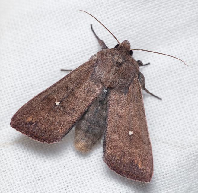 Mythimna albipuncta - fehérpettyes rétibagoly