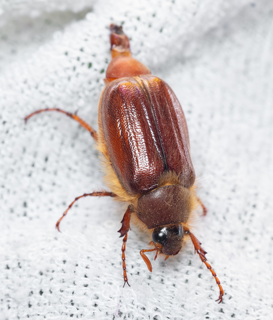 Holochelus vernus - tavaszi cserebogár