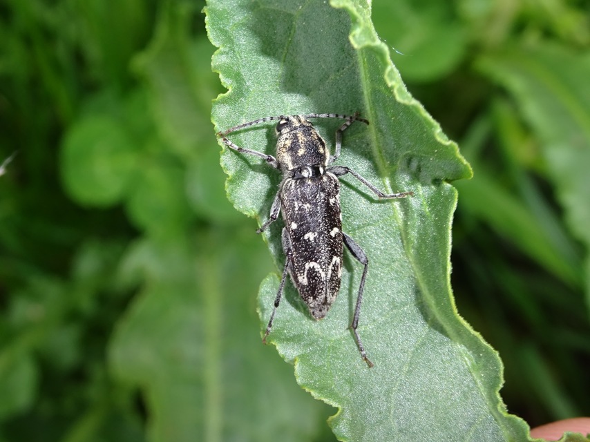 Xylotrechus rusticus - egérszínű darázscincér