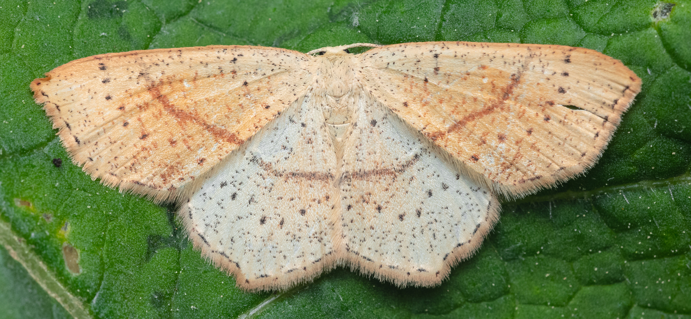 Cyclophora punctaria - sávos pettyesaraszoló