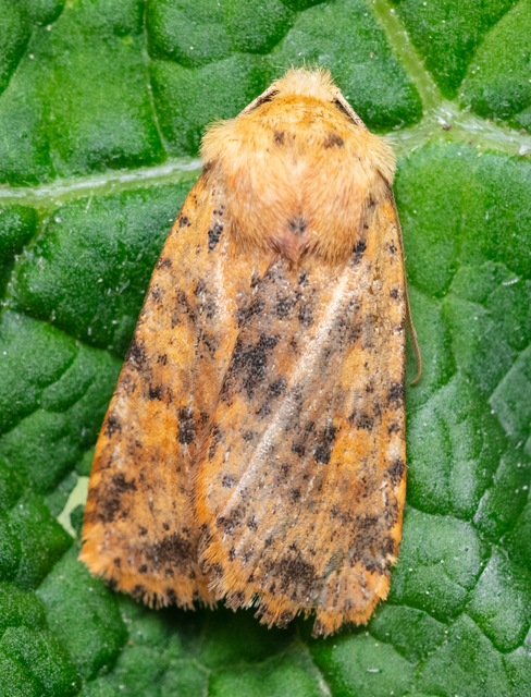 Conistra rubiginea - vörös őszibagoly