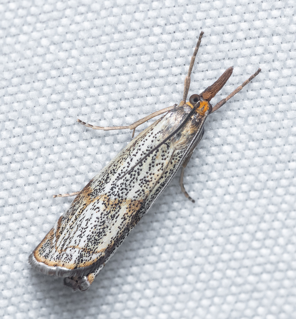 Thisanotia chrysonuchella - tavaszi fűgyökérmoly