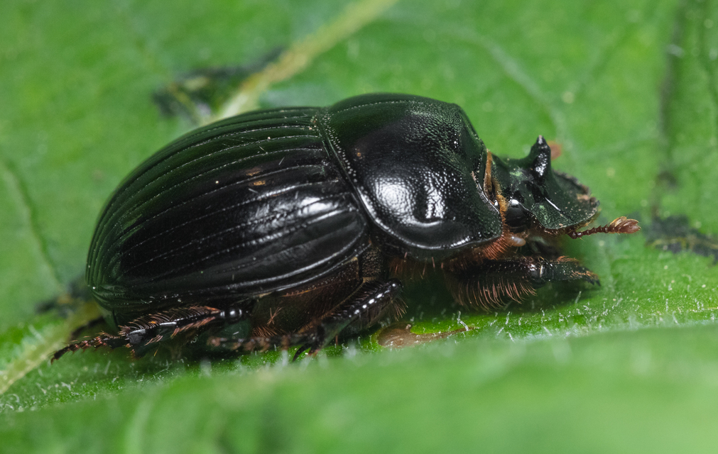 Copris lunaris - közönséges holdszarvú-ganéjtúró