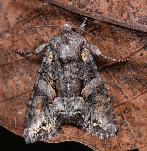 Lacanobia contigua - hamuszürke kertibagoly