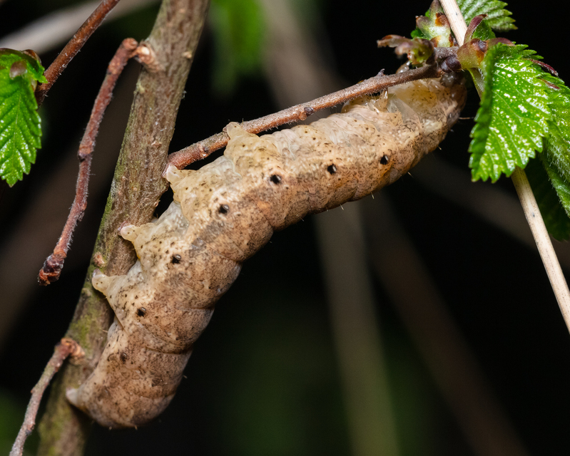 Noctua fimbriata - szélessávú sárgafűbagoly