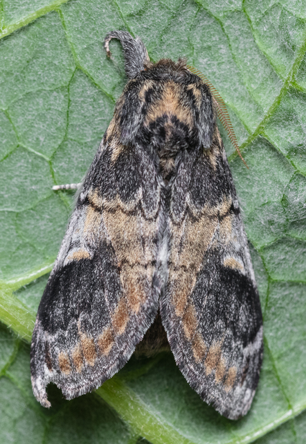 Notodonta tritophus - tarajos púposszövő