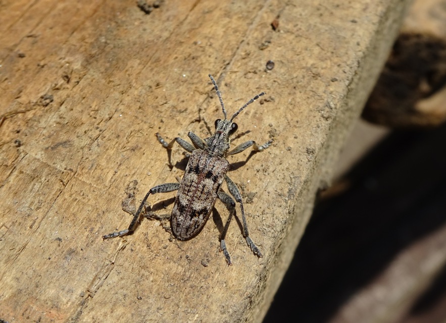 Rhagium inquisitor - fenyves-tövisescincér