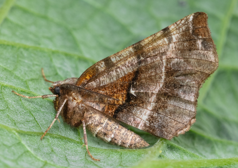 Selenia dentaria - kétfoltos holdasaraszoló