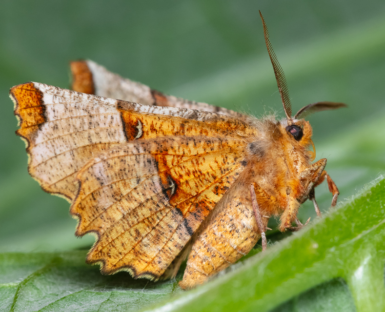 Selenia lunularia - egyfoltos holdasaraszoló