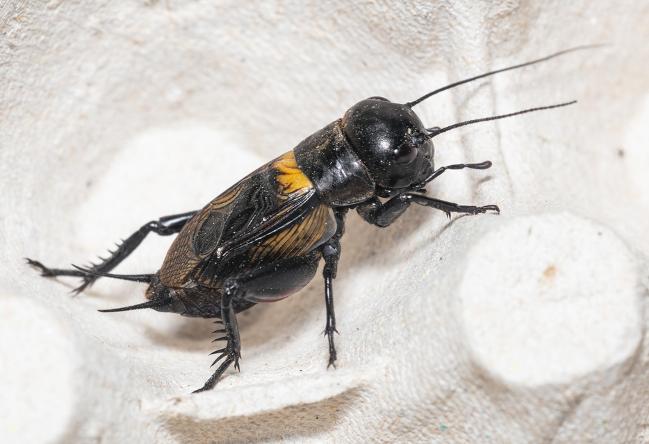 Gryllus campestris - mezei tücsök