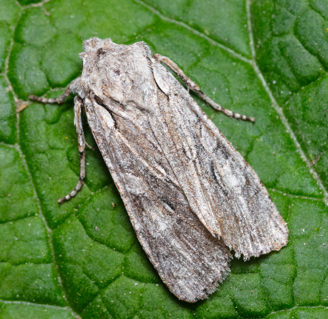 Lithophane ornitopus - közönséges fabagoly