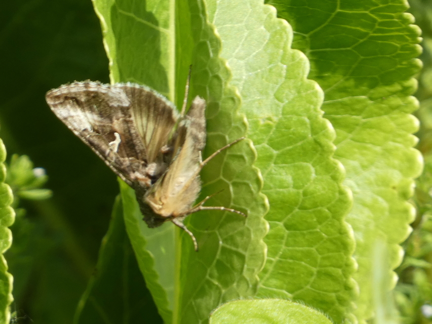 Autographa gamma - gammalepke
